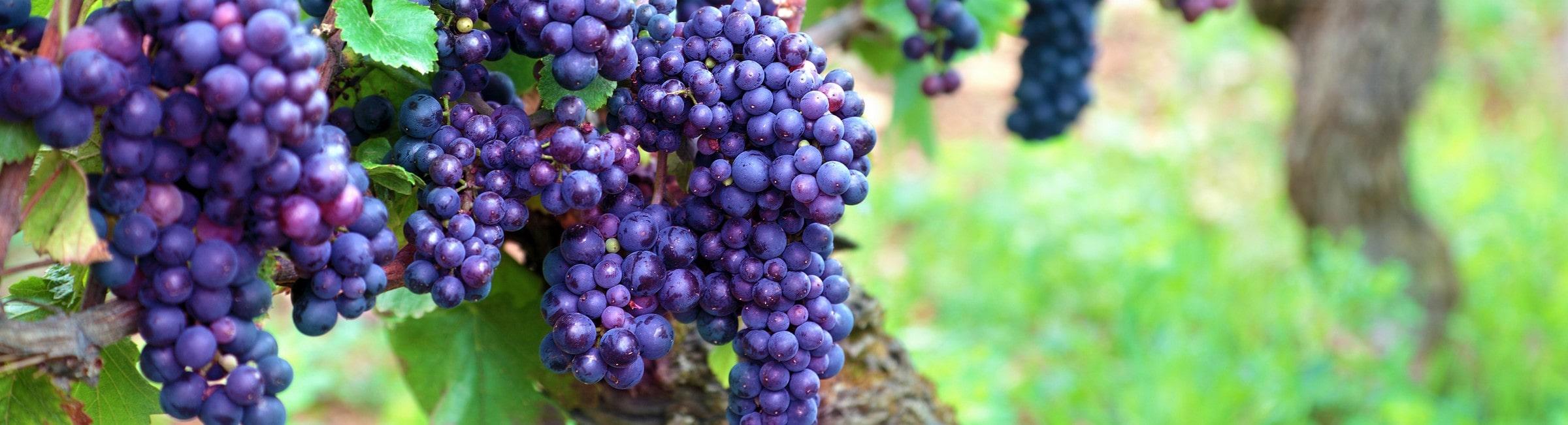 vignobles avec des grappes de raisins
